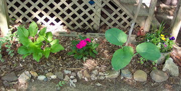 My Flowers