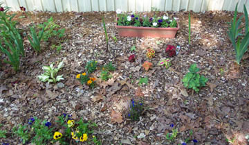 My Flowers