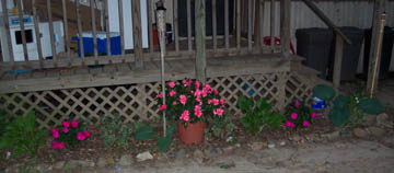 My Flowers